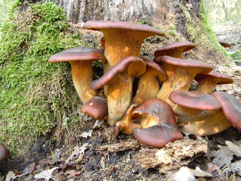 1�gruppo ritrovamenti del 15.10.2010.